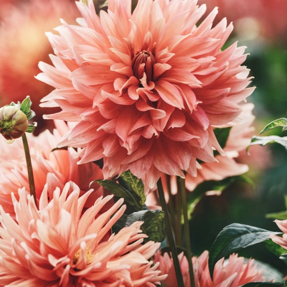 Meet your Posher, Marcy